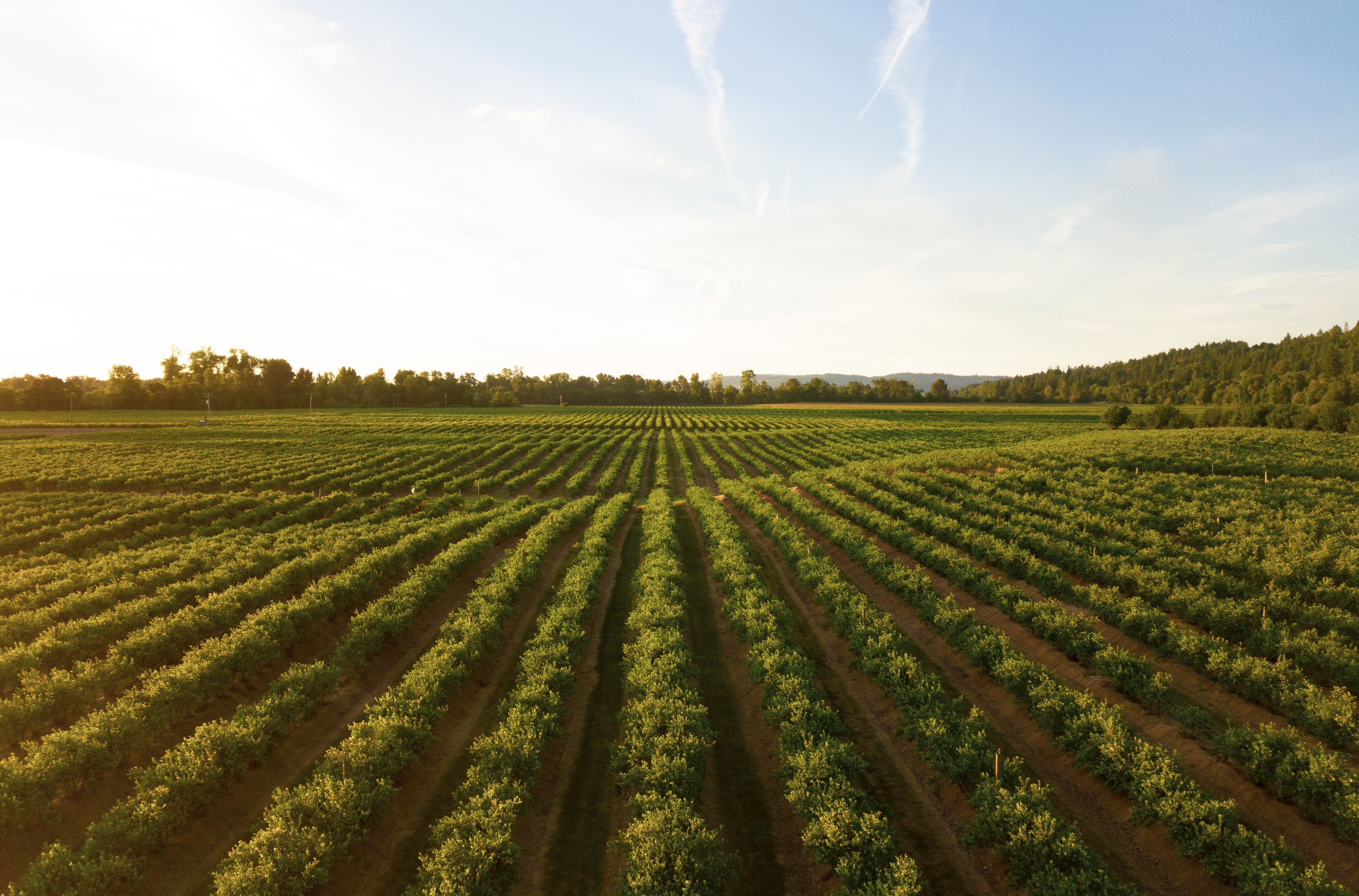 Odoo - Prueba 1 a tres columnas